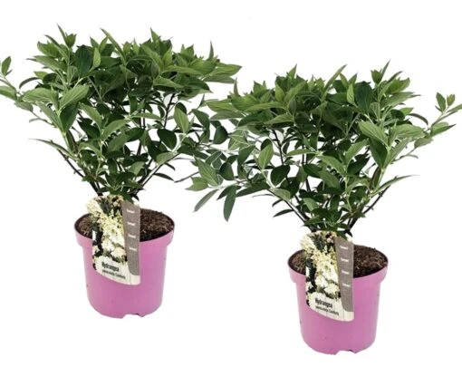 Set De 2 Hortensias Confetti - Pot ⌀19 Cm - H. 20-30cm (hauteur Pot Incluse) 4 Set De 2 Hortensias Confetti - Pot ⌀19 Cm - H. 20-30cm (hauteur Pot Incluse) -Solab Soin Des Plantes Magasin 3c13cbb1f342dd69