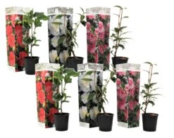 Solab Soin Des Plantes Magasin 20 Assorti De 6 Caméllias Du Japon - Pot ⌀9 Cm - H.25-40cm (hauteur Pot Incluse)
