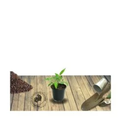 Solab Soin Des Plantes Magasin -Solab Soin Des Plantes Magasin 63ed44e09b10f9.01047930