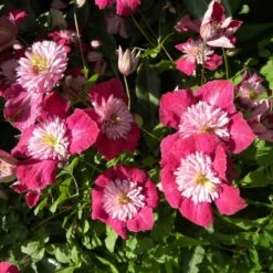 Solab Soin Des Plantes Magasin 17 Clématite Viticella Avant Garde™ 'evipo033'/godet.