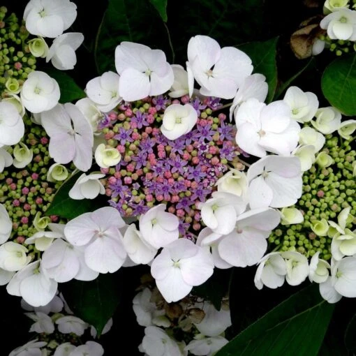 Hortensia Aspera Sargentiana/pot De 3l - 20/40 Cm 6 Hortensia Aspera Sargentiana/pot De 3l - 20/40 Cm -Solab Soin Des Plantes Magasin 63ed48f1c458d1.92732779
