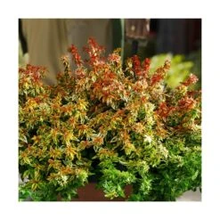 Solab Soin Des Plantes Magasin 32 Abélie à Grandes Fleurs Kaleidoscope®/pot De 4l - 40/60 Cm