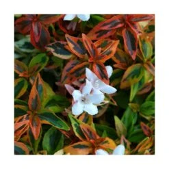 Solab Soin Des Plantes Magasin -Solab Soin Des Plantes Magasin 63fdf4535ba538.39522769