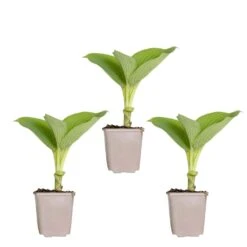 Solab Soin Des Plantes Magasin -Solab Soin Des Plantes Magasin 640b754a6ca3b4.55057419