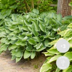 Solab Soin Des Plantes Magasin 34 3x Hosta Sieboldiana 'elegans' - Lys Coeur - Vivace - Rustique – ⌀9 Cm - ↕10-15 Cm