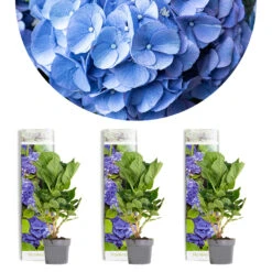 Solab Soin Des Plantes Magasin 26 3x Hydrangea Macrophylla 'early Blue' - Hortensia - Arbuste - Rustique – ⌀10.5 Cm - ↕20-25 Cm