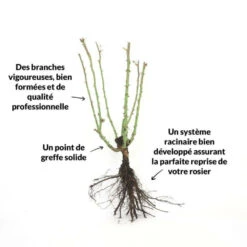 Solab Soin Des Plantes Magasin -Solab Soin Des Plantes Magasin 6419b6567f4bf8.64258907