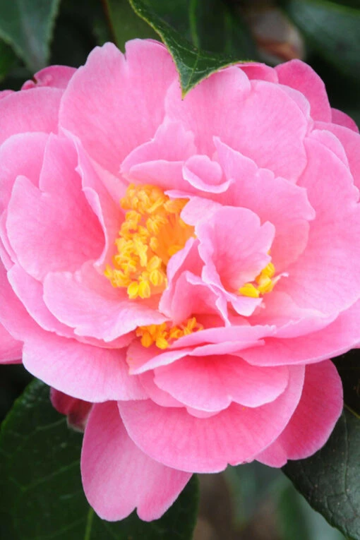 Camélia 'olé' - 5l 2 Camélia 'olé' - 5l -Solab Soin Des Plantes Magasin 6437f5dc446a75.34577617