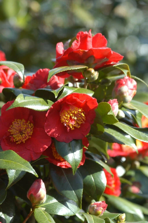 Camelia 'bleunienn An Trev' - 4l 3 Camelia 'bleunienn An Trev' - 4l -Solab Soin Des Plantes Magasin 6481c9df830507.43667905