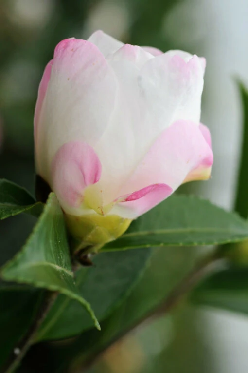 Camélia 'vanessa' - 4l 7 Camélia 'vanessa' - 4l -Solab Soin Des Plantes Magasin 6481c9e0569b81.26952484