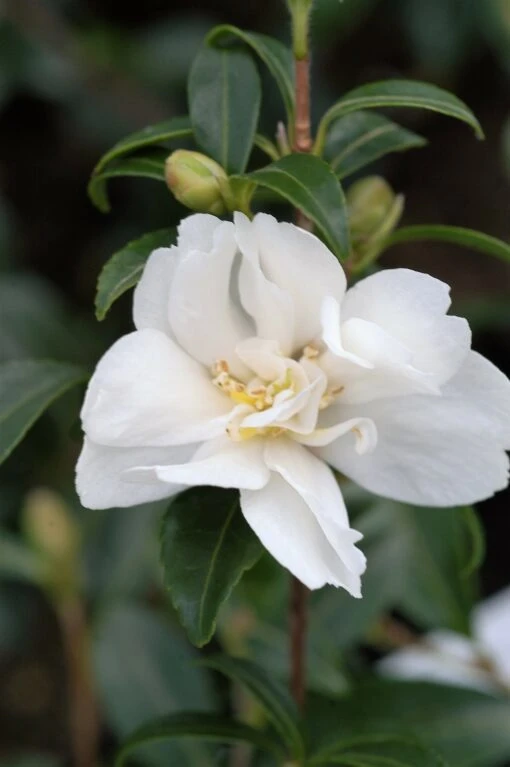 Camélia 'little Liane' - 4l 5 Camélia 'little Liane' - 4l -Solab Soin Des Plantes Magasin 6481c9e7459647.76716194