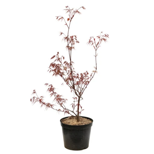Acer Palmatum ‘Atrolineare’ C7L H.60/80cm 1 Acer Palmatum ‘Atrolineare’ C7L H.60/80cm -Solab Soin Des Plantes Magasin 748246 2076256